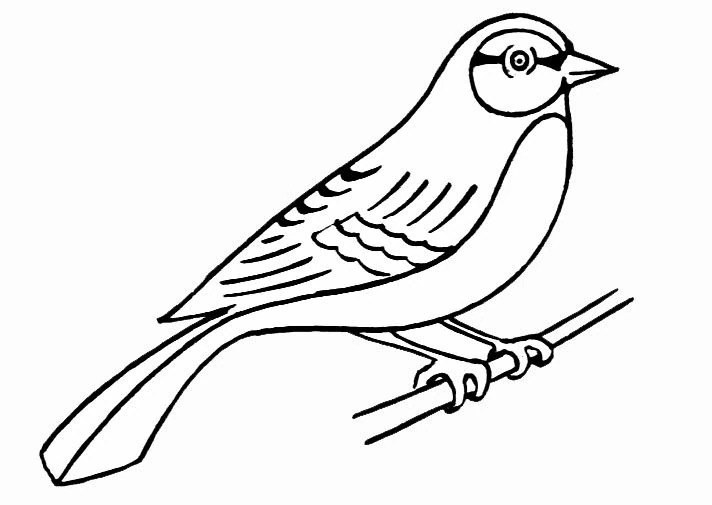 枝にとまった鳥 のぬりえ