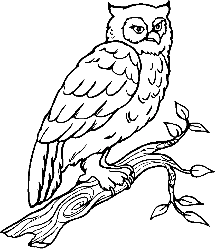 枝にとまったフクロウ のぬりえ