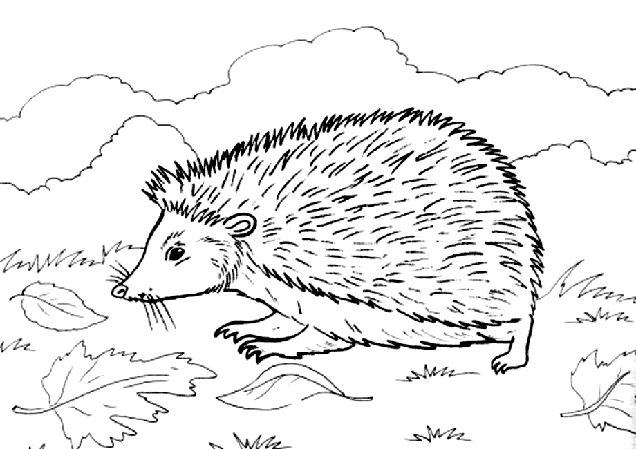 落ち葉の中を歩くハリネズミ のぬりえ