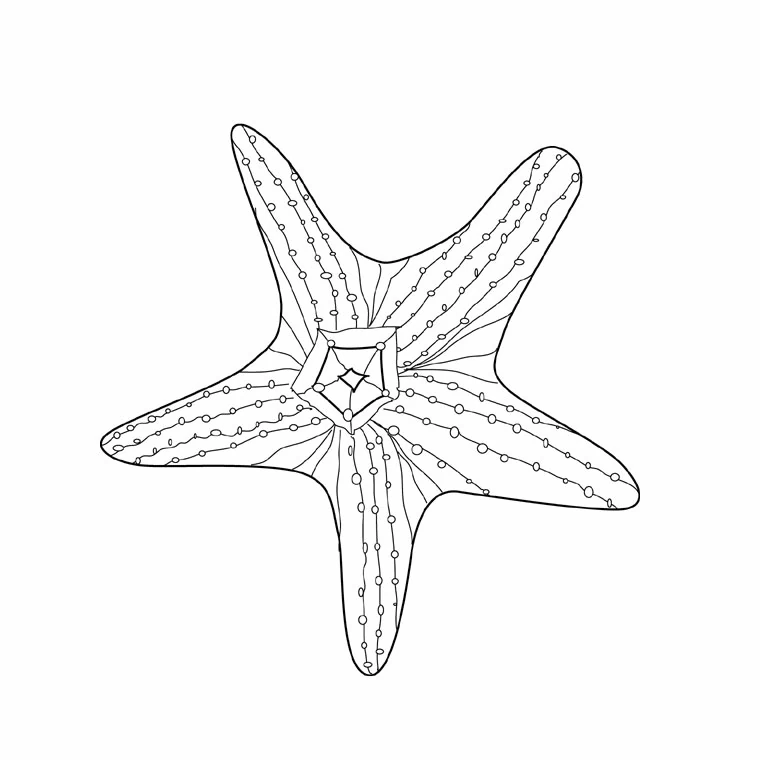 模様のある腕を持つヒトデ のぬりえ