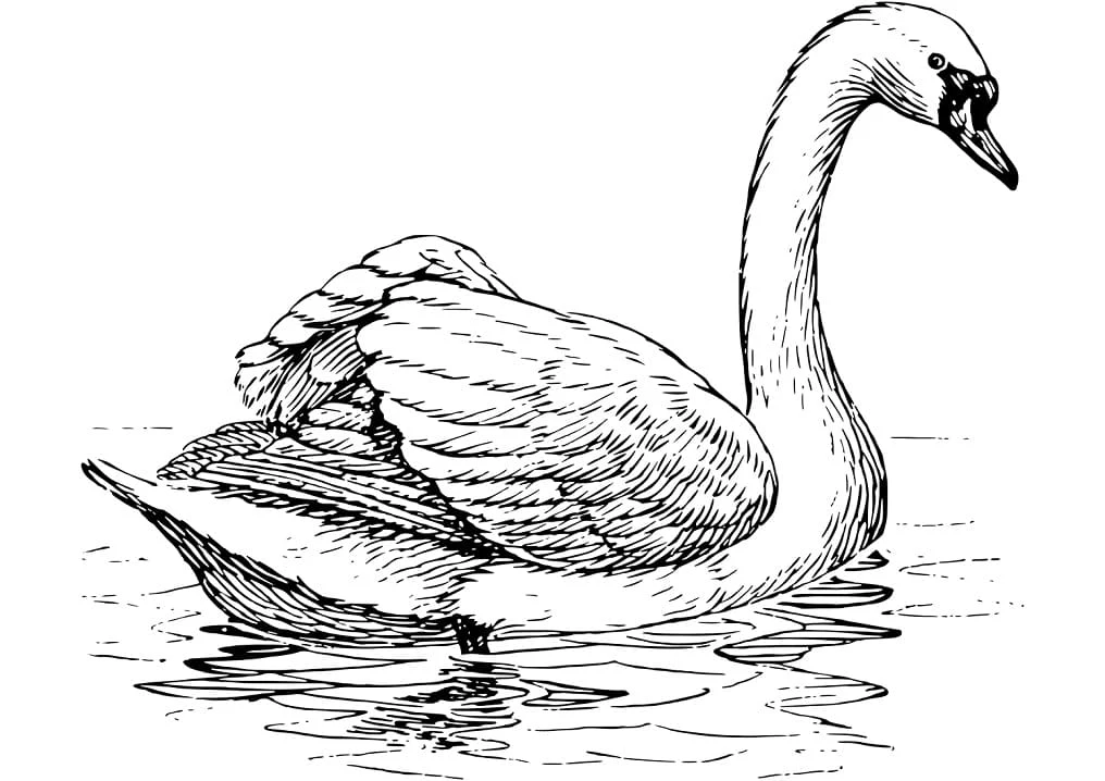 白鳥が優雅に水面を進む のぬりえ