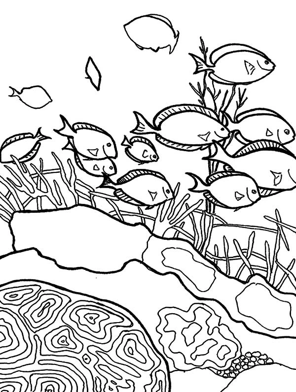 サンゴ礁の上を泳ぐ魚の群れ のぬりえ