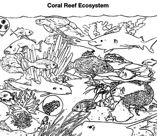 魚とサメがいるサンゴ礁の生態系 のぬりえ