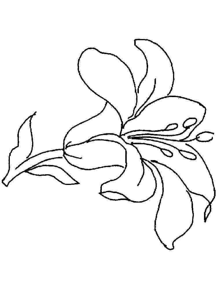 花びらが開いたユリの花 のぬりえ