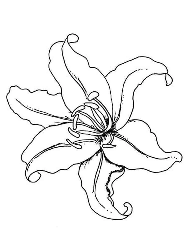 満開のユリの花 のぬりえ