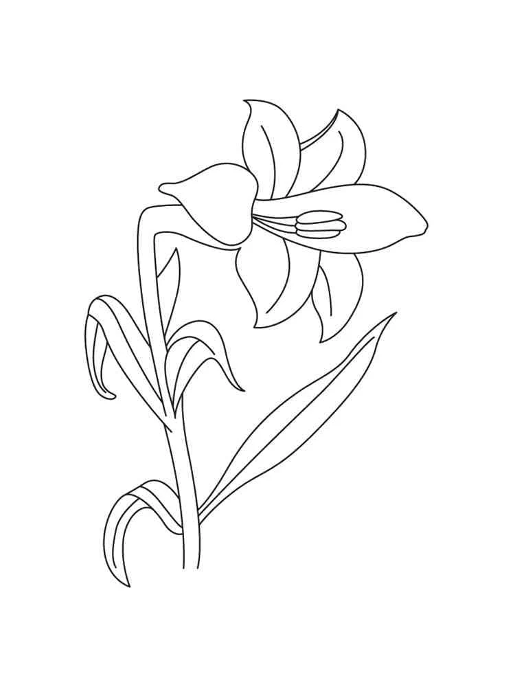 満開のユリの花 のぬりえ