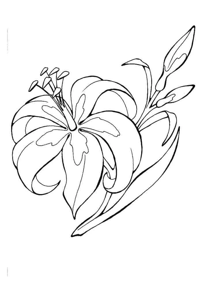 つぼみと共に咲くユリの花 のぬりえ