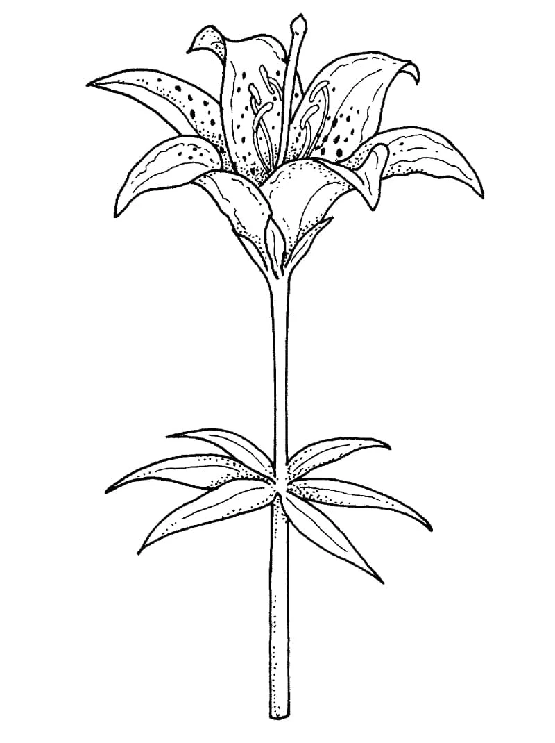 ユリの花が茎に咲く様子 のぬりえ