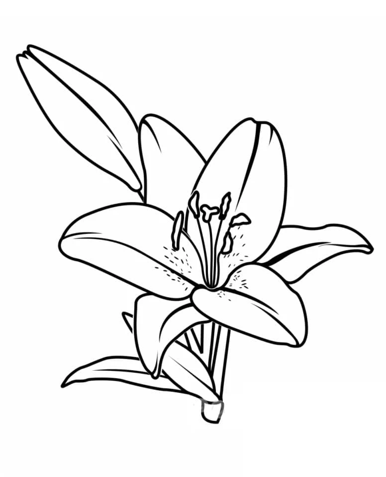 満開のユリの花 のぬりえ