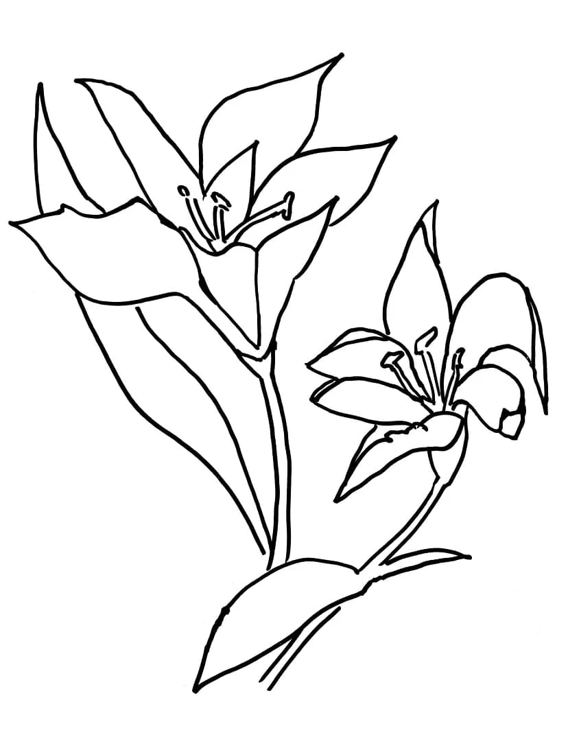 ユリの花が咲く のぬりえ