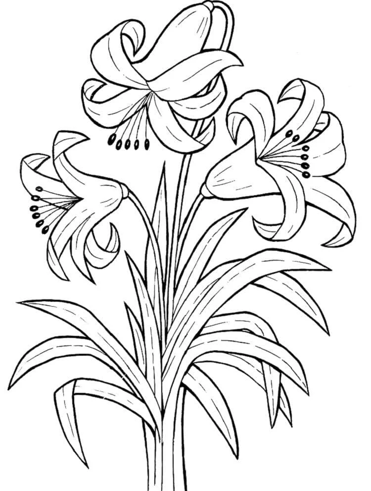 満開のユリの花 のぬりえ