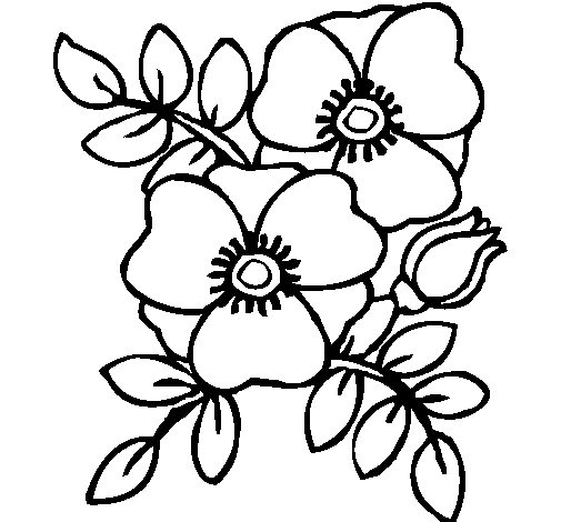 ポピーの花束と葉とつぼみ のぬりえ