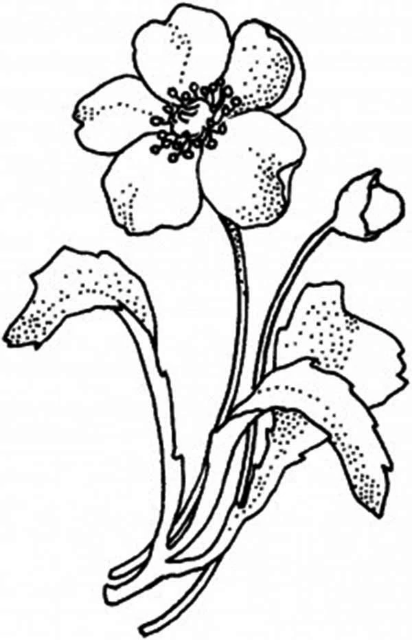 ポピーの花とつぼみと葉 のぬりえ