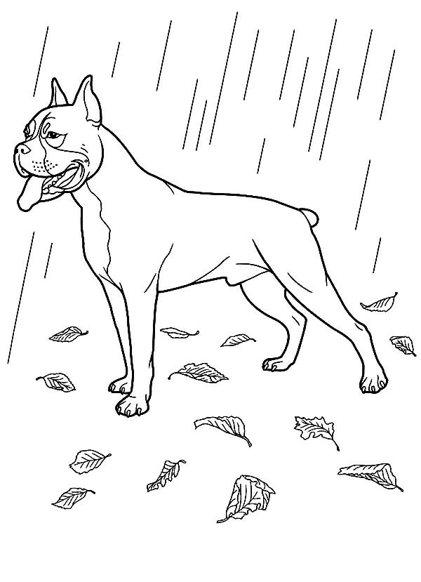雨の中に立つボクサー犬 のぬりえ