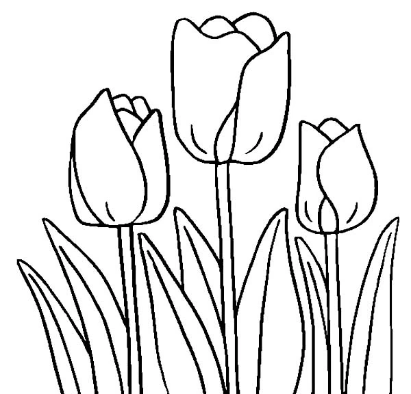 チューリップ 三本並んで咲く花 のぬりえ