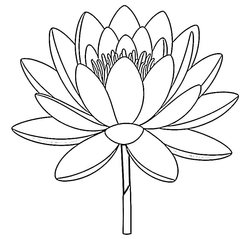 咲き誇る睡蓮 のぬりえ