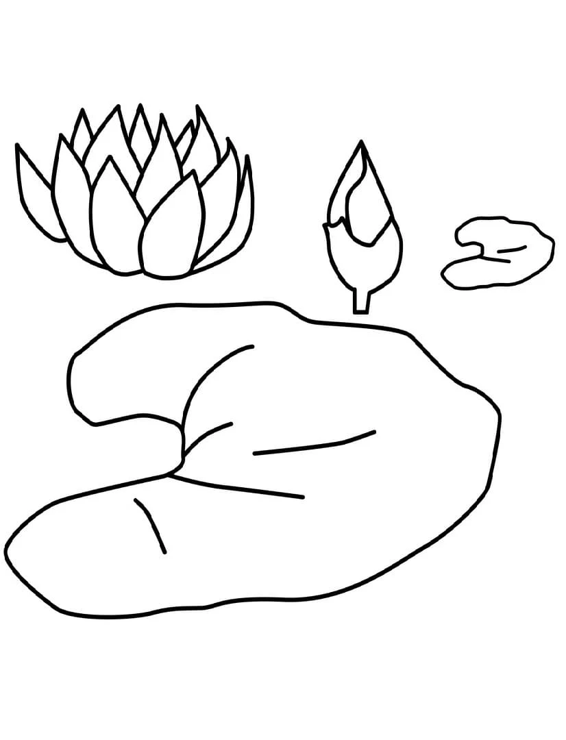睡蓮と葉つぼみ のぬりえ