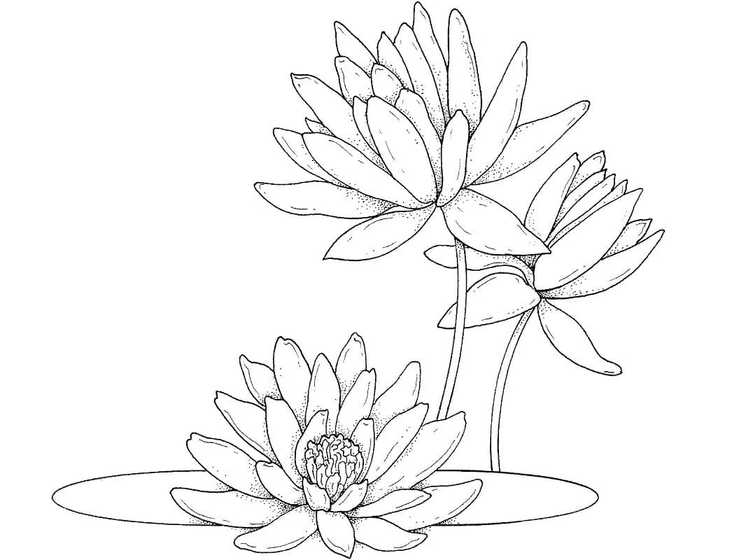 睡蓮と花と葉 のぬりえ