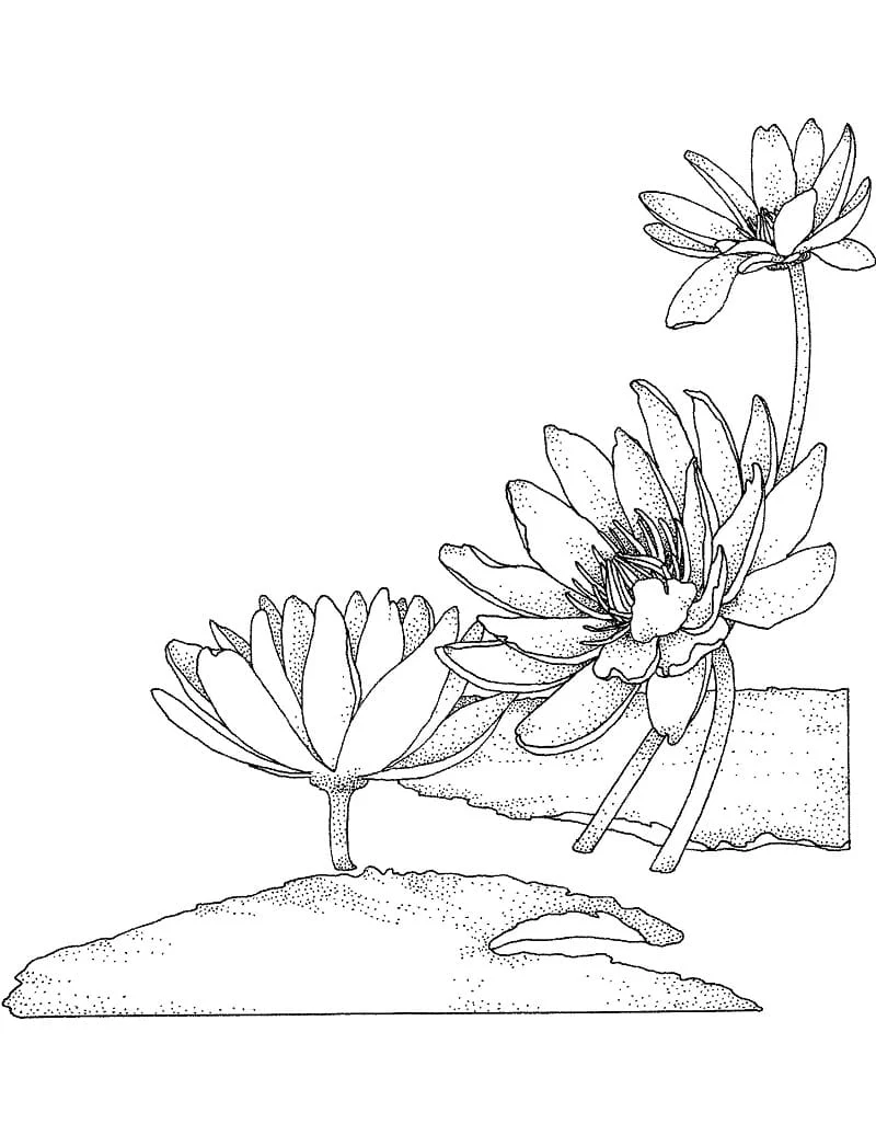 水面に浮かぶ睡蓮の花 のぬりえ