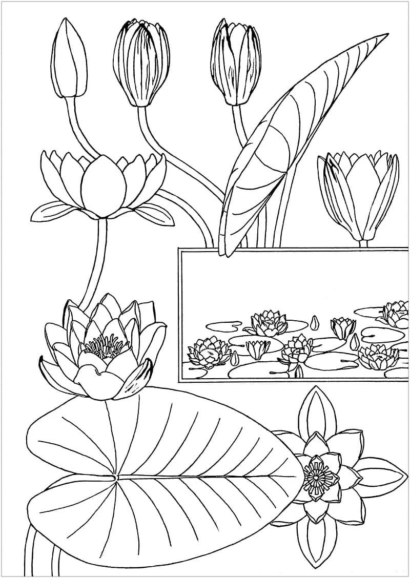 睡蓮と水生花 のぬりえ