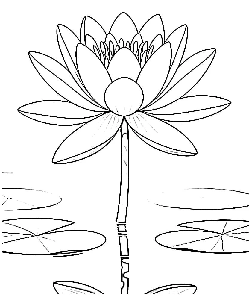 池に咲く睡蓮の花 のぬりえ
