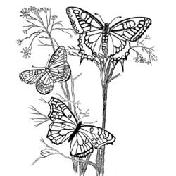 ぬりえページ: 蝶 (動物) #15716 - 無料の印刷可能なぬりえページ