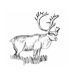 ぬりえページ: カリブー (動物) #1552 - 無料の印刷可能なぬりえページ