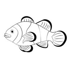 ぬりえページ: カクレクマノミ (動物) #218321 - 無料の印刷可能なぬりえページ