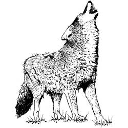 ぬりえページ: コヨーテ (動物) #4542 - 無料の印刷可能なぬりえページ