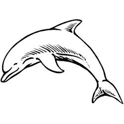 ぬりえ: イルカ - 無料の印刷可能なぬりえページ