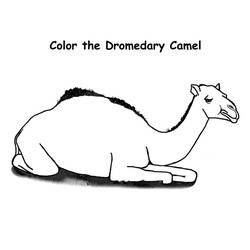 ぬりえページ: ヒトコブラクダ (動物) #5921 - 無料の印刷可能なぬりえページ