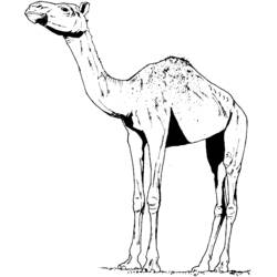 ぬりえページ: ヒトコブラクダ (動物) #6068 - 無料の印刷可能なぬりえページ
