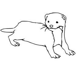 ぬりえページ: フェレット (動物) #205391 - 無料の印刷可能なぬりえページ
