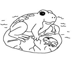 ぬりえページ: カエル (動物) #7715 - 無料の印刷可能なぬりえページ