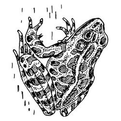 ぬりえページ: カエル (動物) #7759 - 無料の印刷可能なぬりえページ