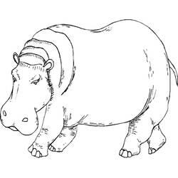 ぬりえページ: カバ (動物) #8665 - 無料の印刷可能なぬりえページ