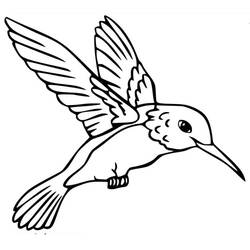 ぬりえページ: ハチドリ (動物) #208625 - 無料の印刷可能なぬりえページ