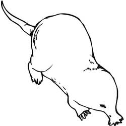 ぬりえページ: モグラ (動物) #210782 - 無料の印刷可能なぬりえページ