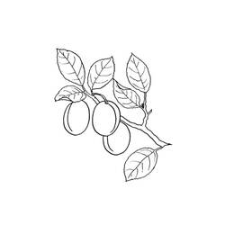 ぬりえページ: あんず (食べ物と栄養) #184248 - 無料の印刷可能なぬりえページ