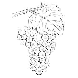 ぬりえページ: ぶどう (食べ物と栄養) #212395 - 無料の印刷可能なぬりえページ