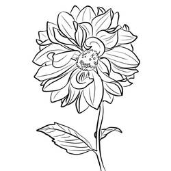 ぬりえページ: ダリア (自然と季節) #176510 - 無料の印刷可能なぬりえページ