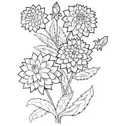 ぬりえページ: ダリア (自然と季節) #176520 - 無料の印刷可能なぬりえページ