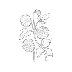 ぬりえページ: ダリア (自然と季節) #176521 - 無料の印刷可能なぬりえページ