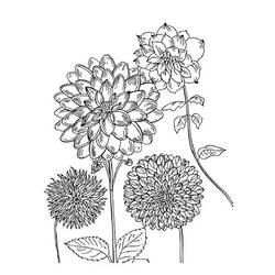ぬりえページ: ダリア (自然と季節) #176522 - 無料の印刷可能なぬりえページ