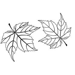 ぬりえ: カエデの葉 - 無料の印刷可能なぬりえページ