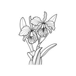 ぬりえページ: ラン (自然と季節) #176377 - 無料の印刷可能なぬりえページ