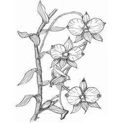 ぬりえページ: ラン (自然と季節) #176385 - 無料の印刷可能なぬりえページ