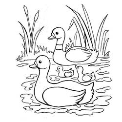 アヒルの親子が水草の間を泳ぐ様子 のぬりえ