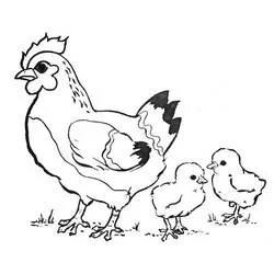 雌鶏とひよこ：ひよこ2羽と一緒の母鶏 のぬりえ