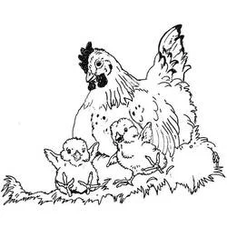 雌鶏とひよこ：二匹のひよこと一緒に草の中で のぬりえ